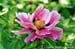 Rockii Peony: DA BAN LAN